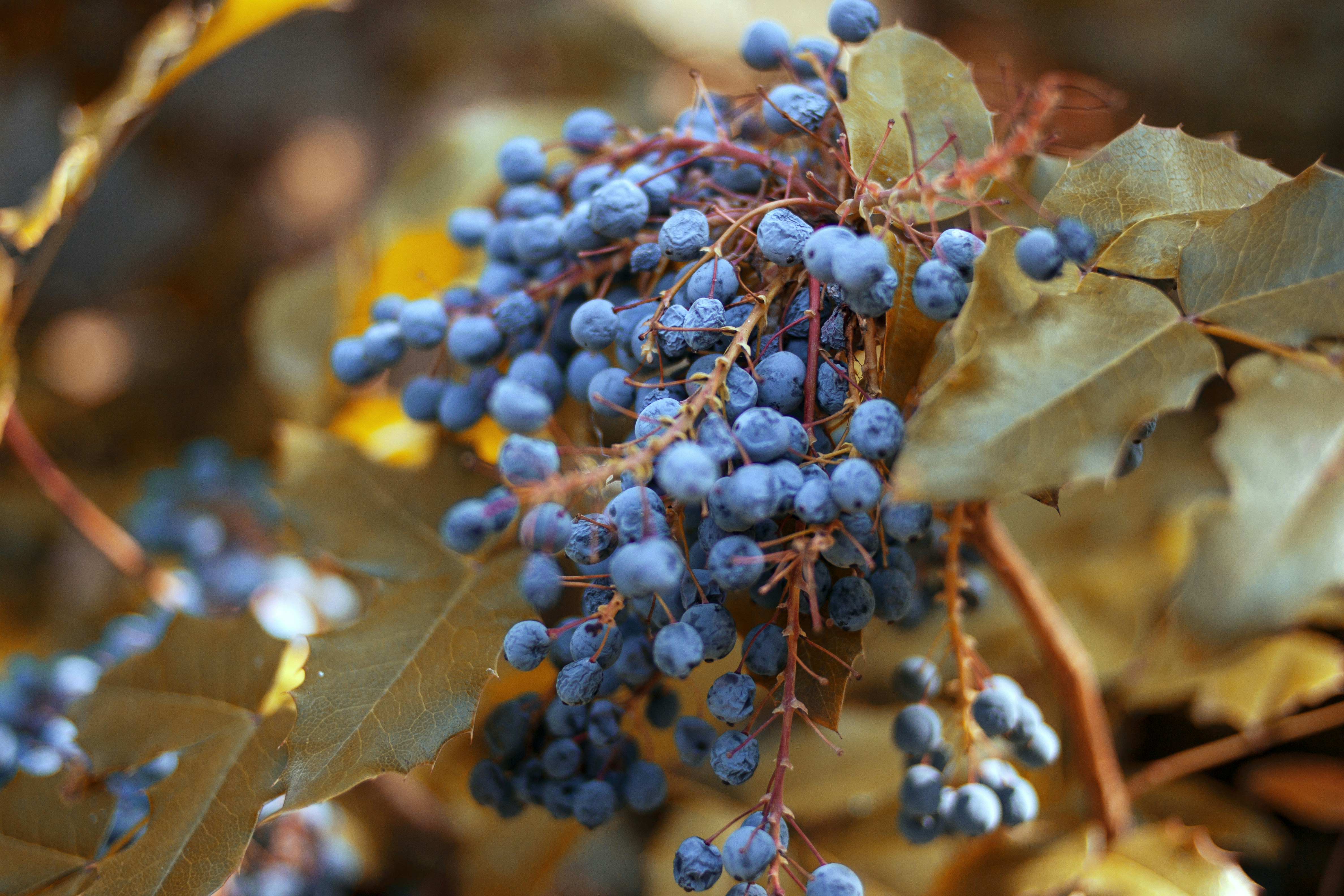 a bunch of blue berries hanging from a tree