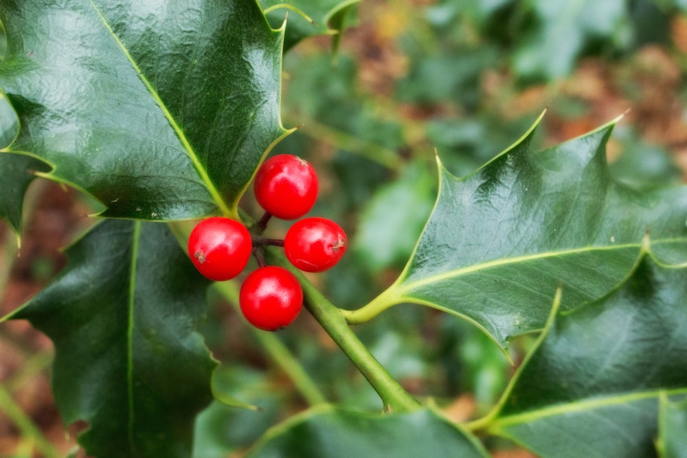 a close up of a holly plant with red berries