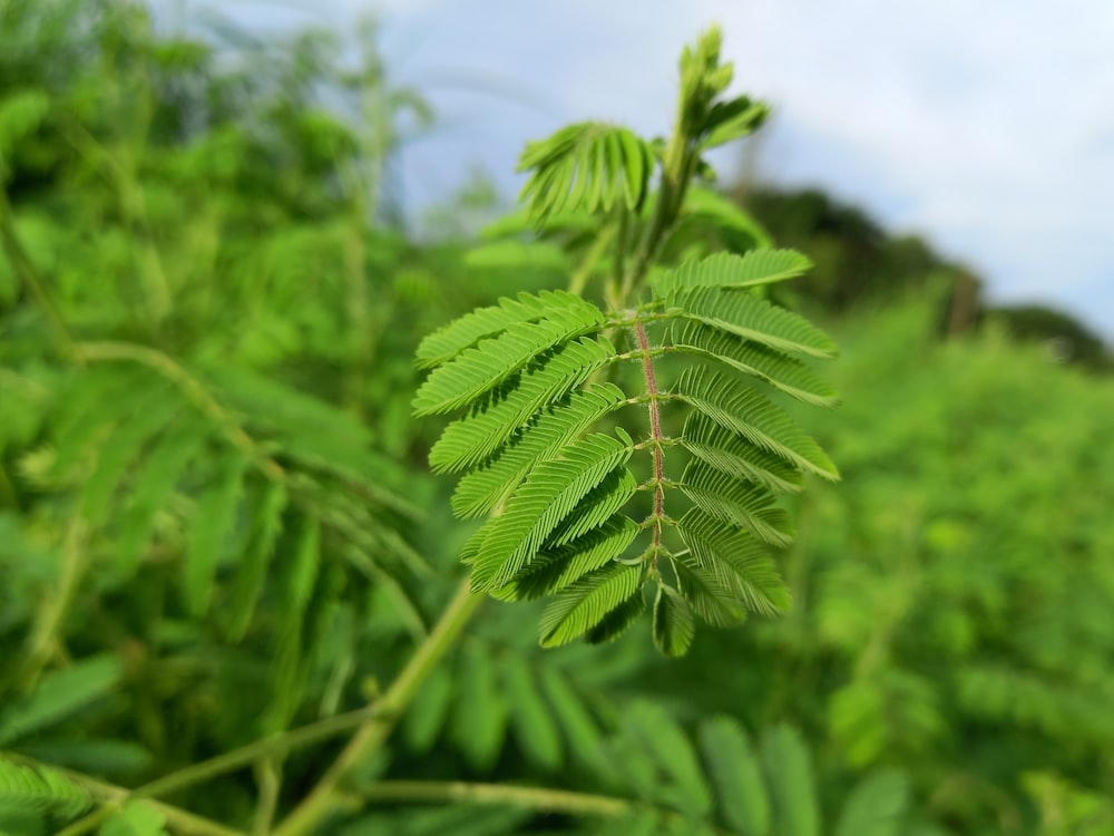 a close up of a leaf on a tree