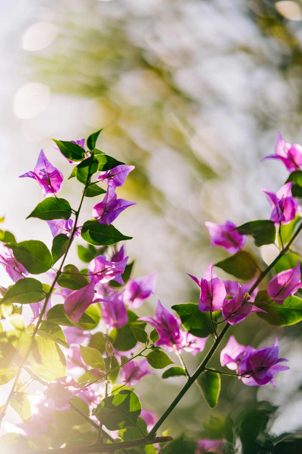 un bouquet de fleurs violettes aux feuilles vertes