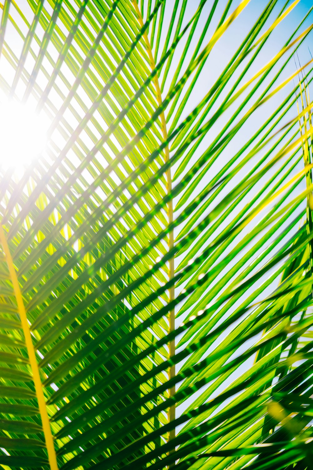 a close up of a palm leaf with the sun in the background