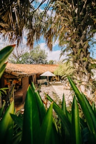 a house surrounded by palm trees and greenery