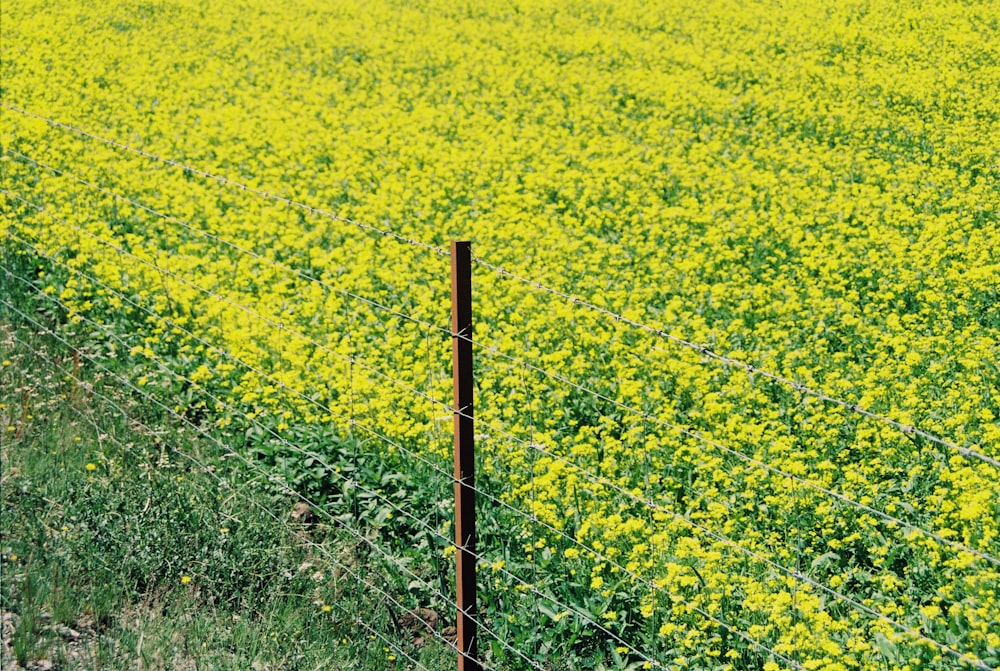 a field of yellow flowers behind a barbed wire fence