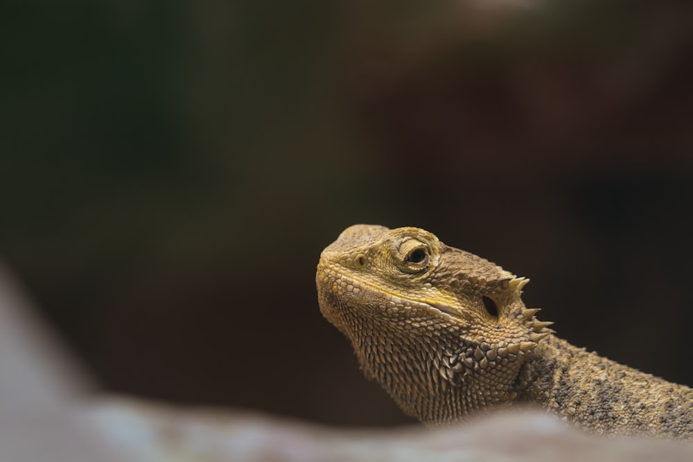 a close up of a lizard on a rock