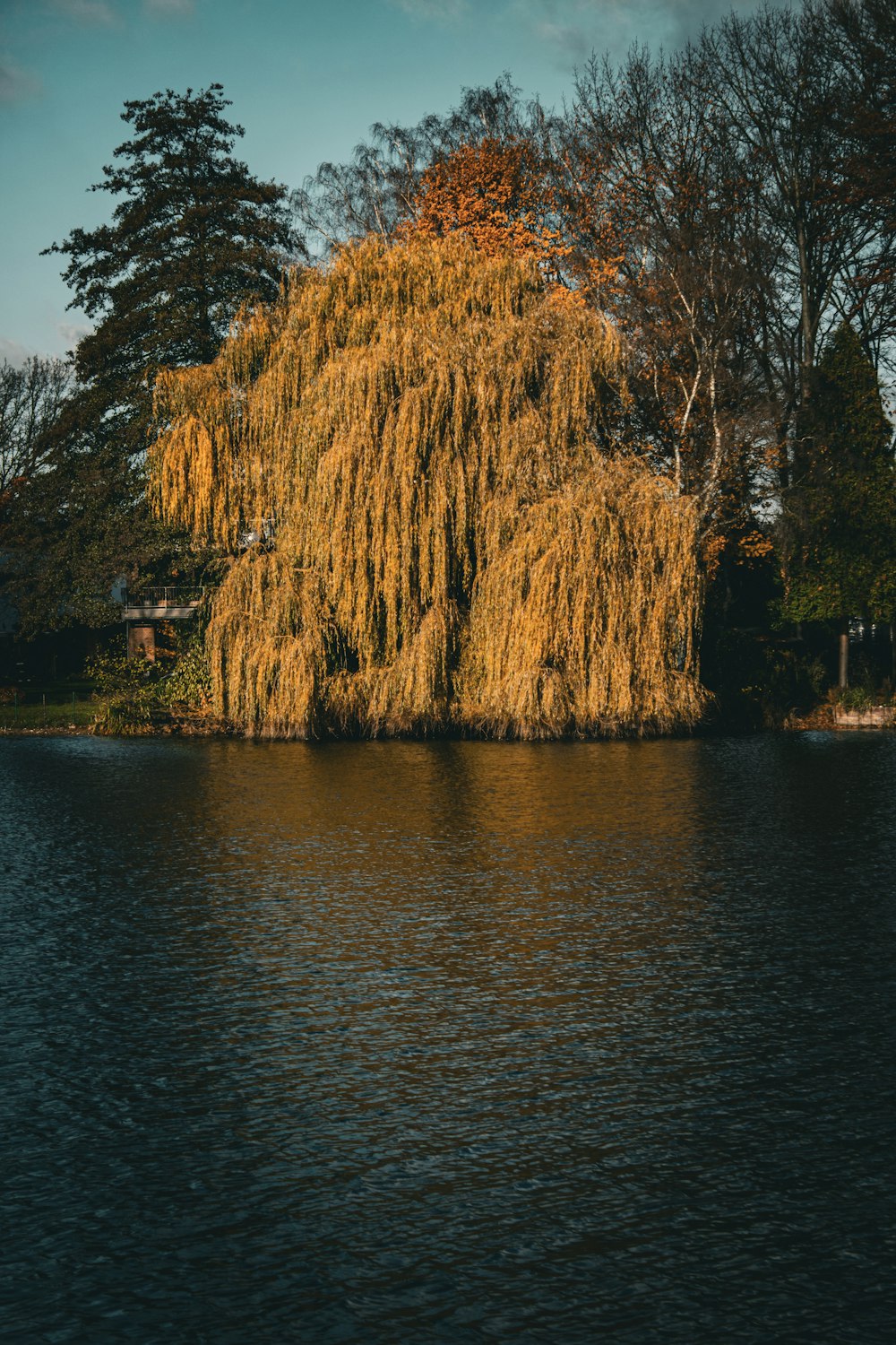 a large willow tree in the middle of a lake