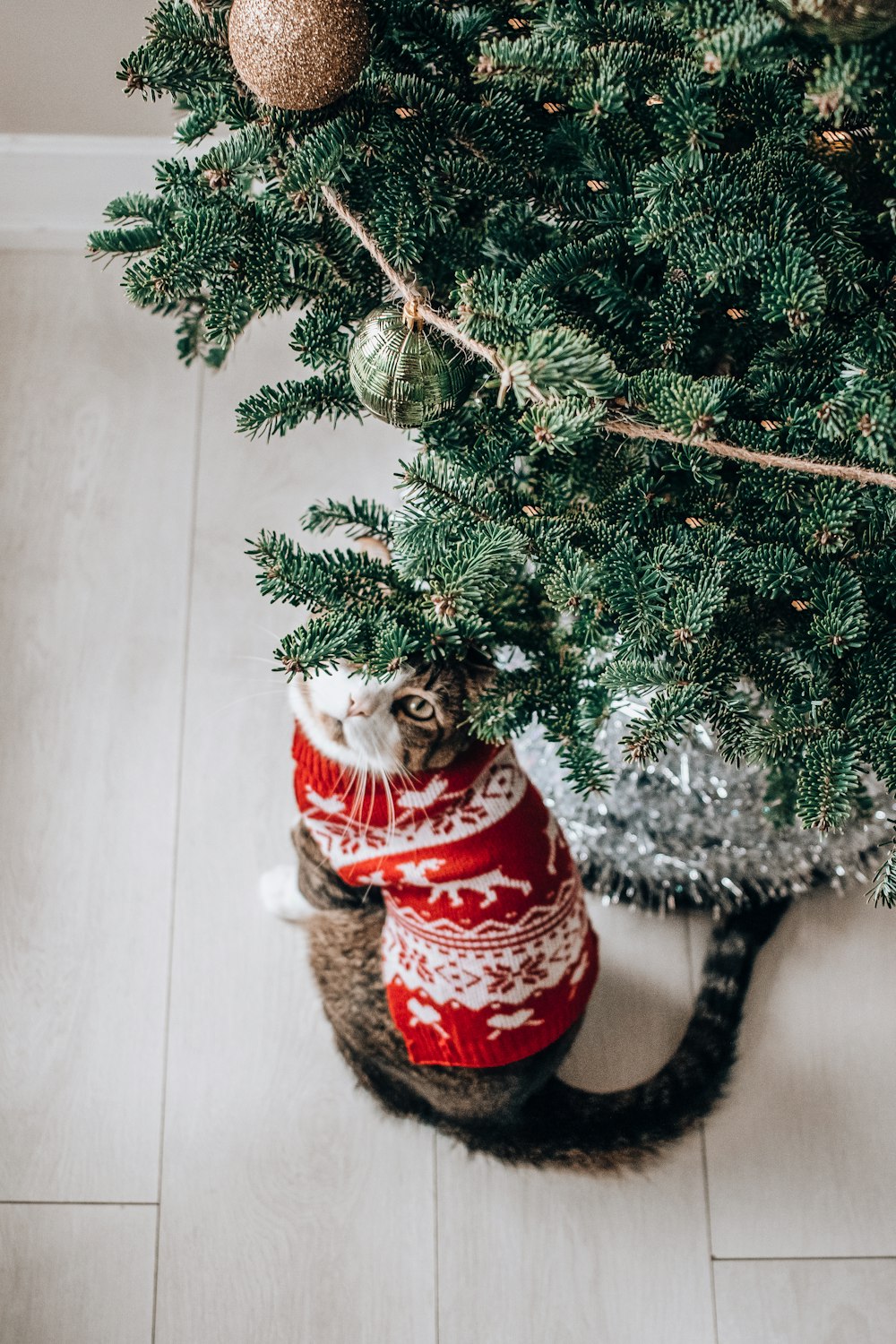 a cat in a sweater hiding under a christmas tree