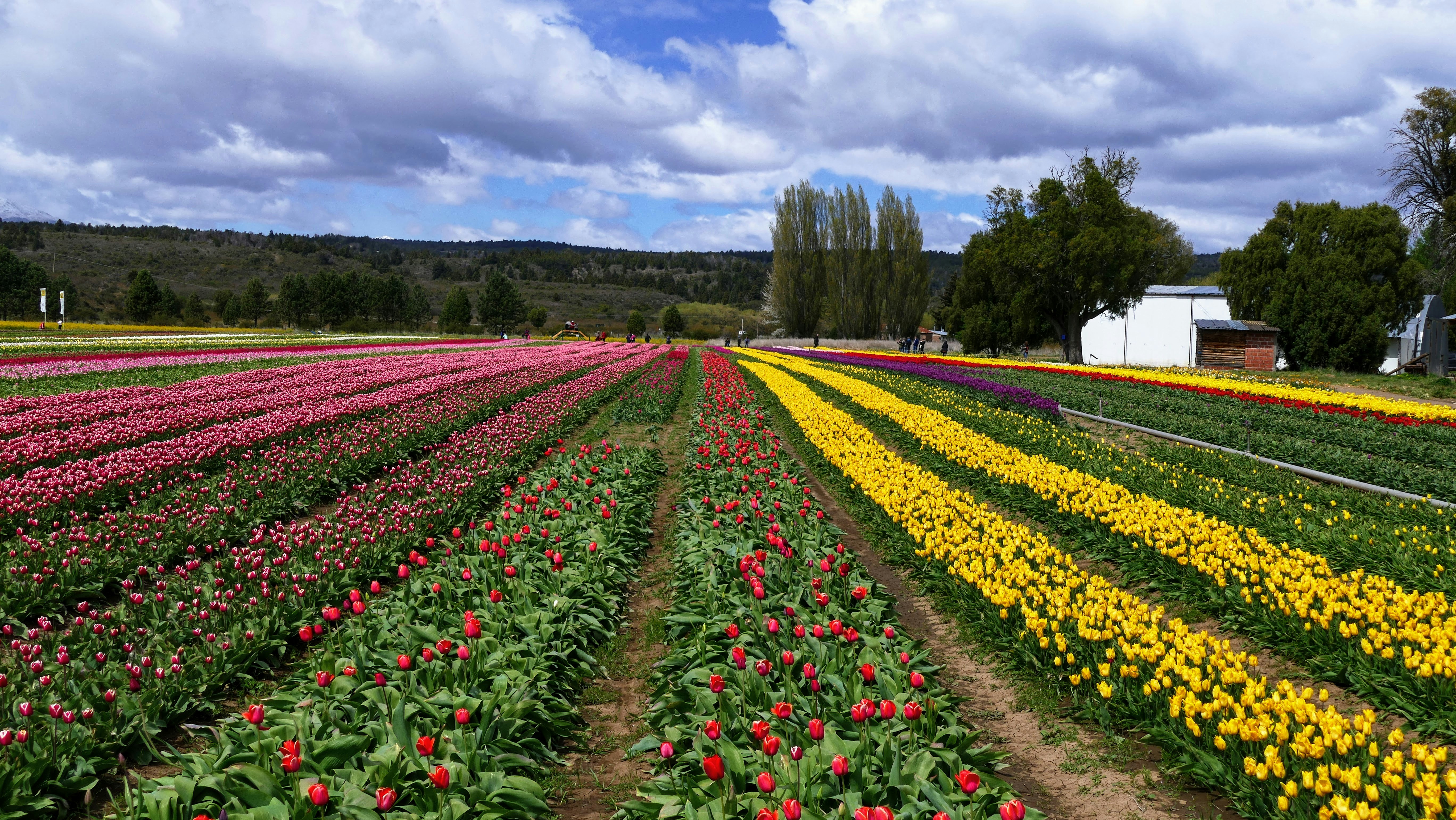 a field of tulips and other flowers with a barn in the background
