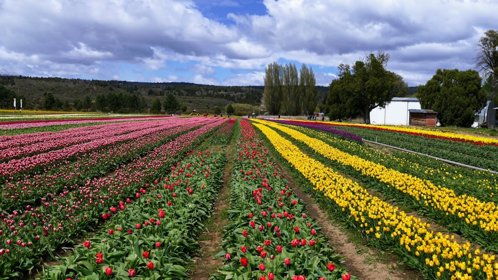 a field of tulips and other flowers with a barn in the background