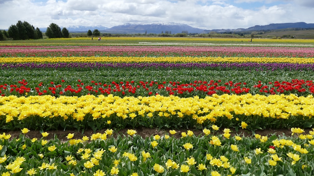 a field of flowers with mountains in the background