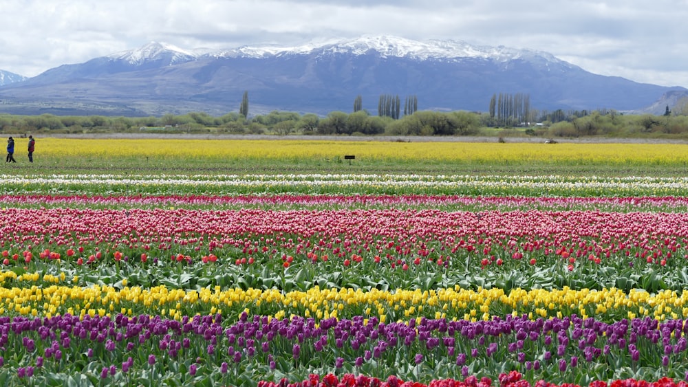 a field of flowers with a mountain in the background