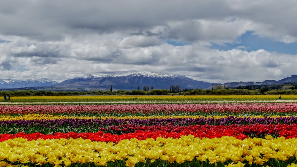 a field of flowers with mountains in the background