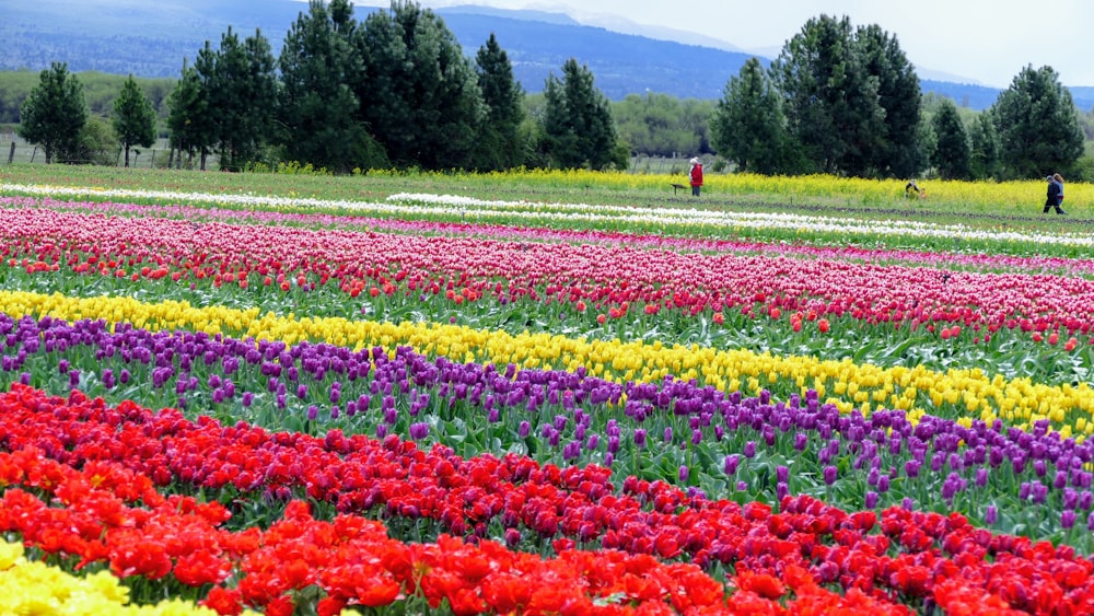 a field full of colorful flowers with people in the background