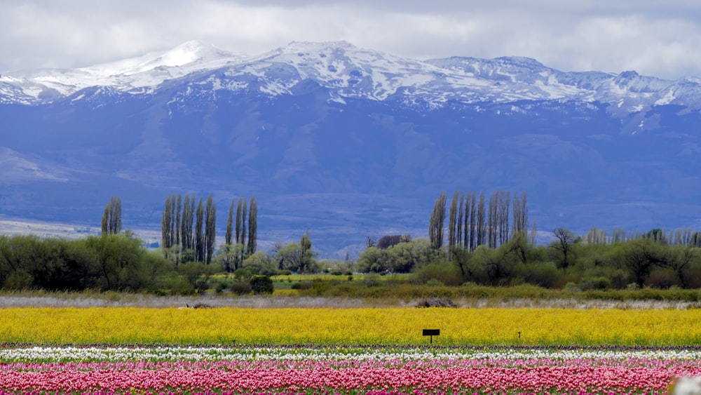 a field of flowers with a mountain in the background