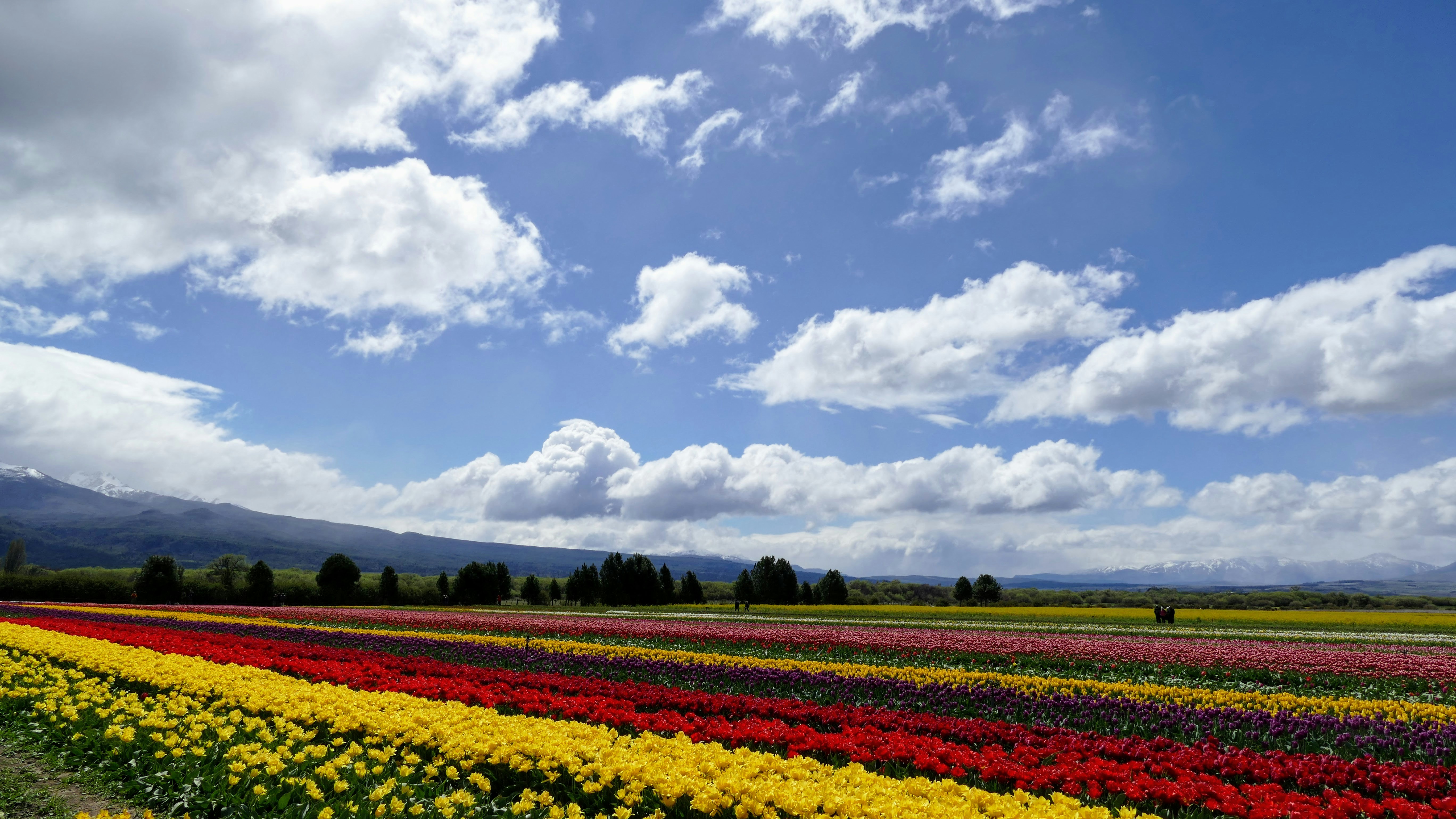 a field full of flowers under a cloudy sky