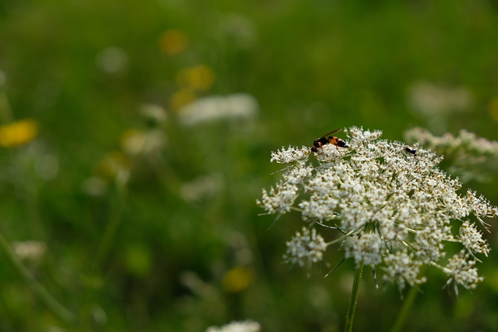 a couple of bugs sitting on top of a white flower