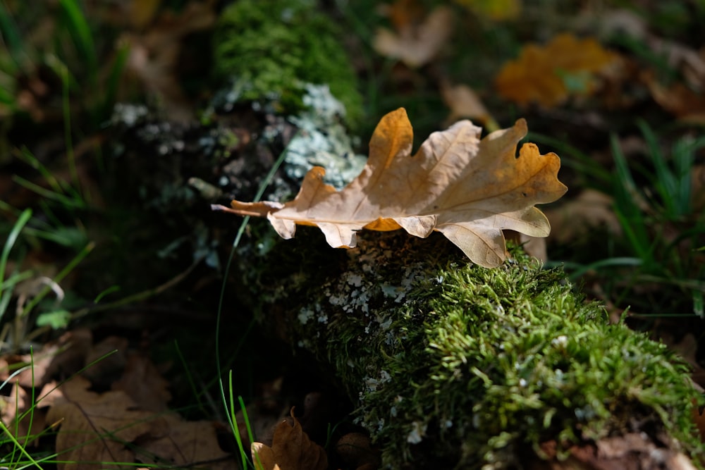 a leaf that is sitting on a mossy log