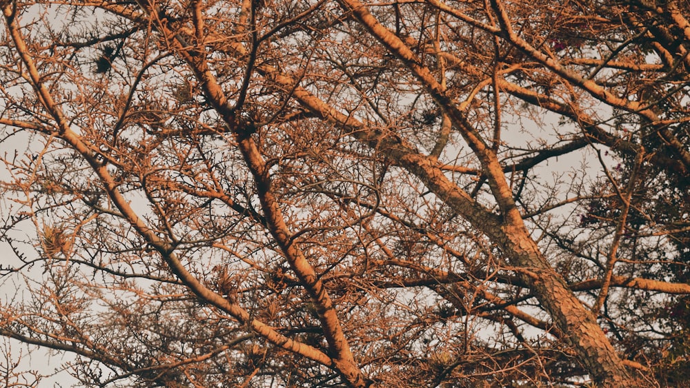 Ein Vogel sitzt in einem Baum ohne Blätter