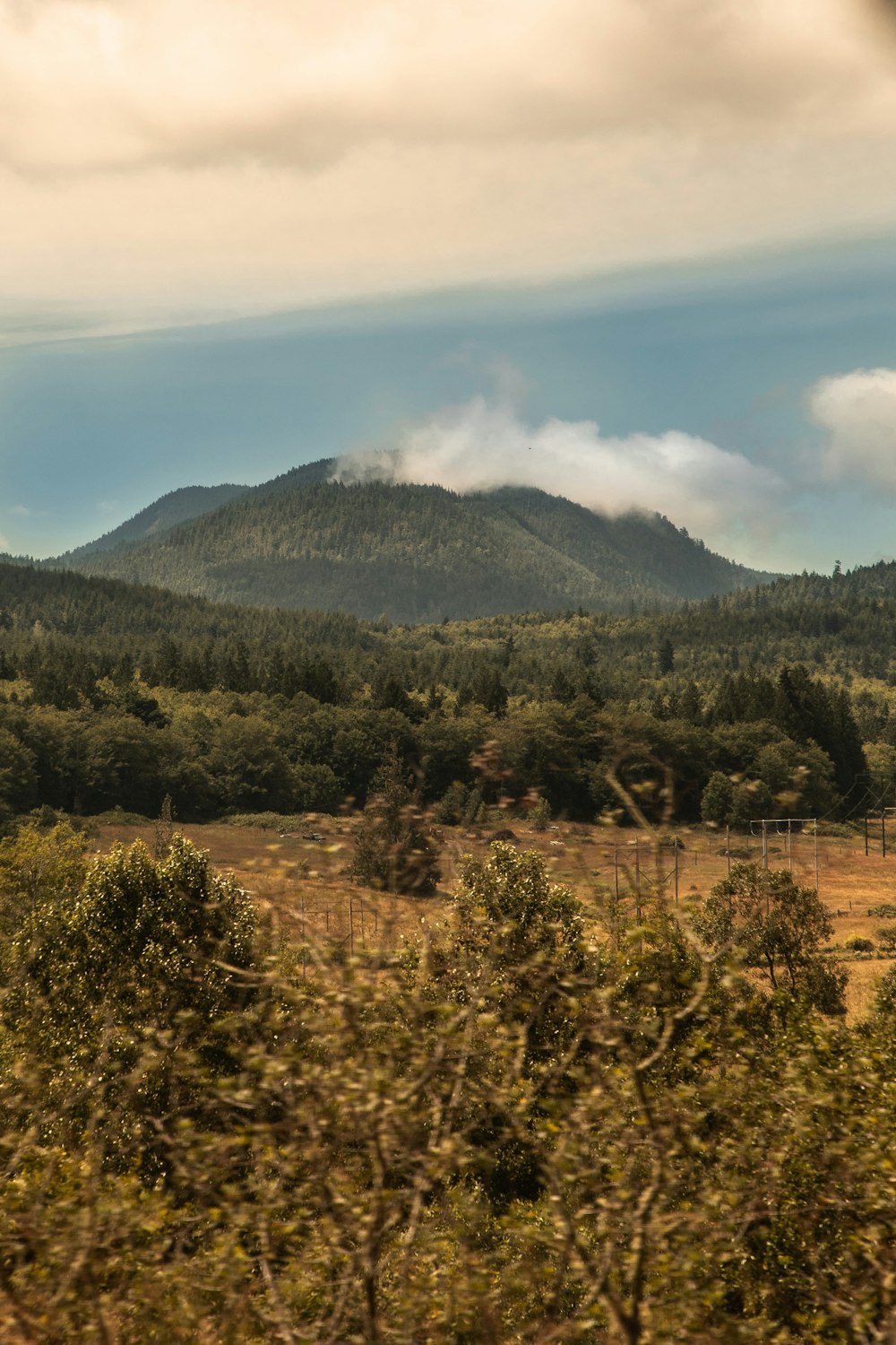 a tree with a mountain in the background