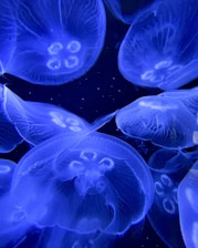 Several jellyfish with translucent bodies are illuminated with blue light. The jellyfish have a glowing appearance and intricate, delicate structures are visible within their bodies. The background is dark, enhancing the luminous effect of the jellyfish.