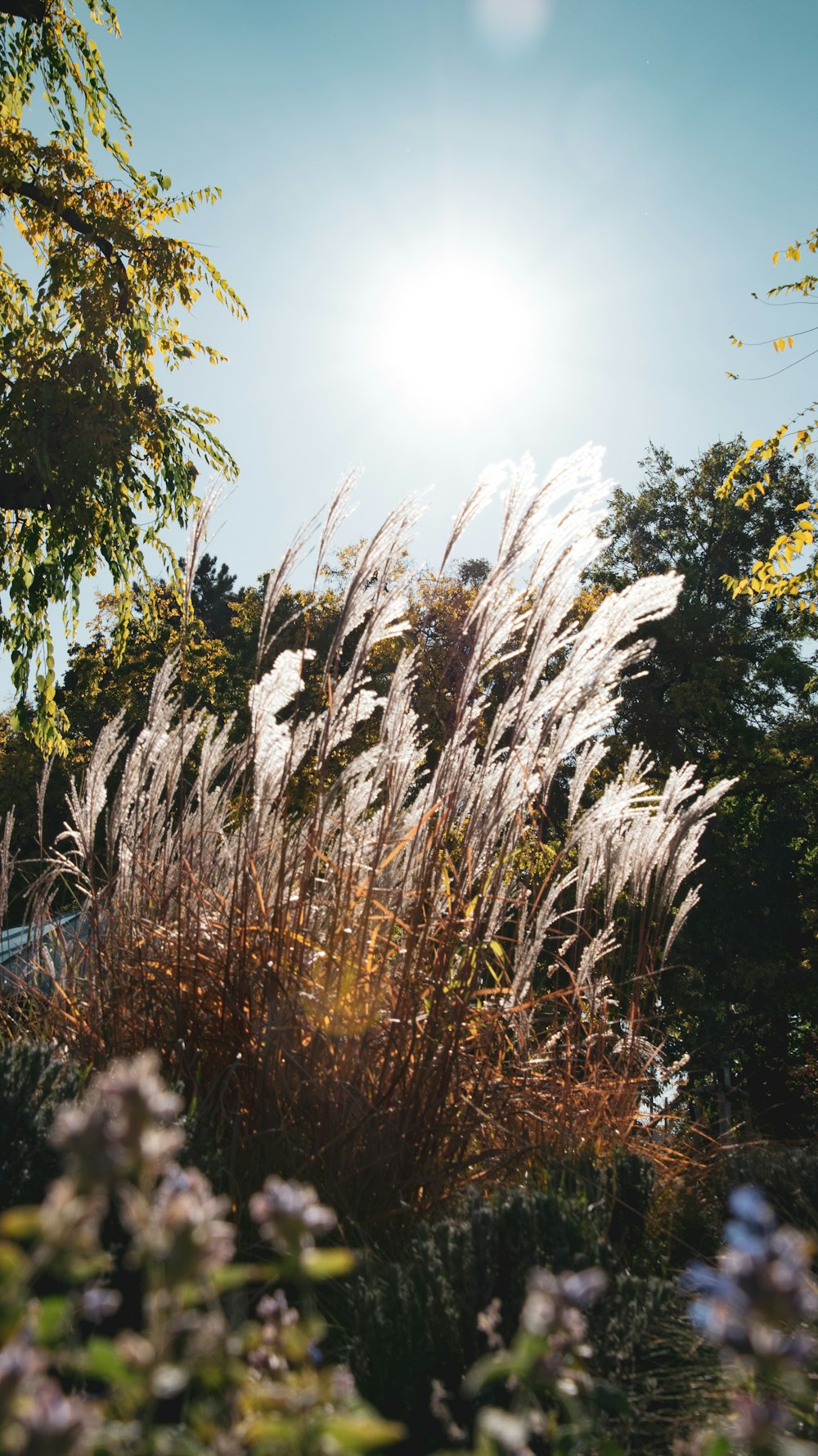 the sun shines brightly through the tall grass