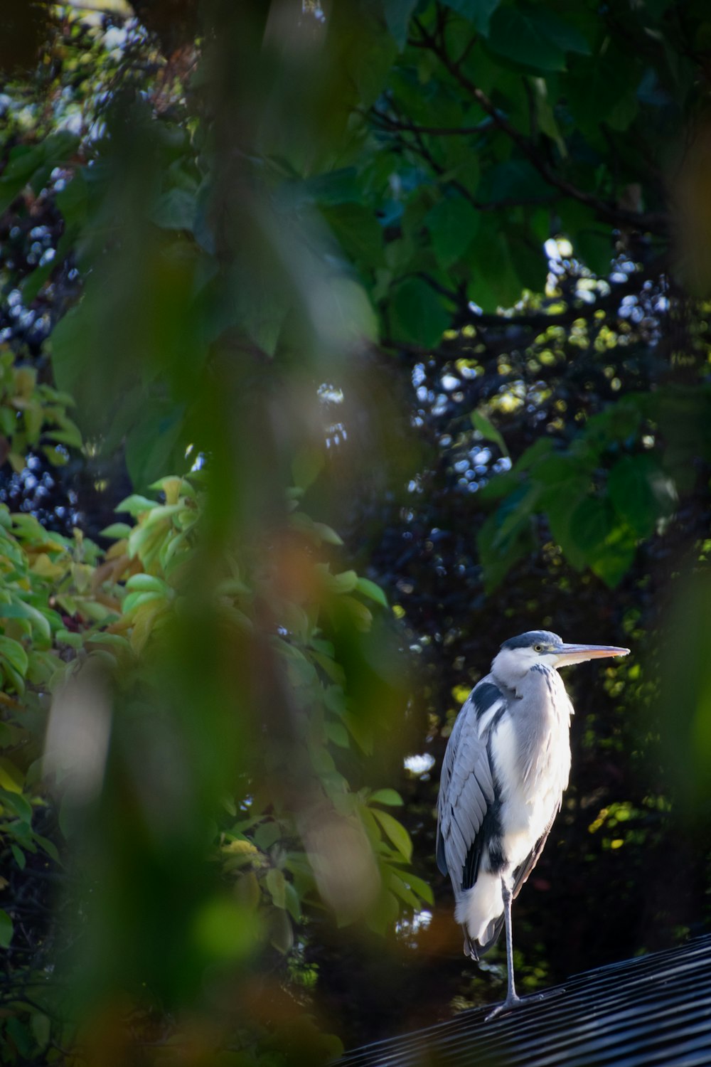 Un oiseau blanc avec un long bec debout sur un toit