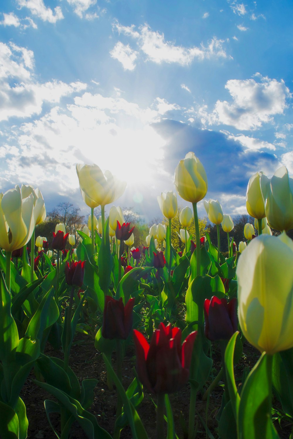 a field full of yellow and red tulips under a blue sky