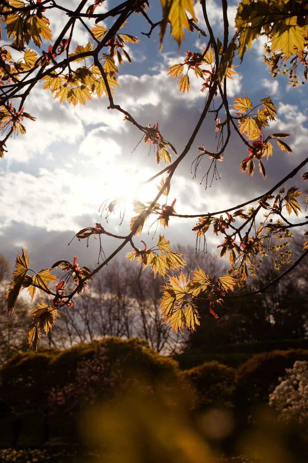 the sun shines through the leaves of a tree