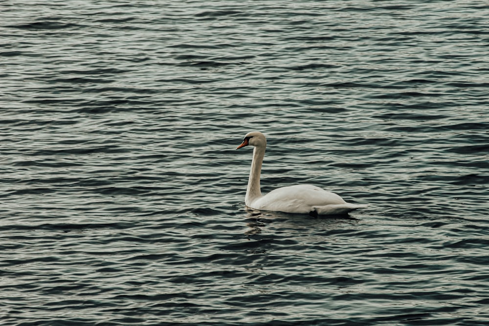 Ein weißer Schwan, der auf einem Gewässer schwimmt