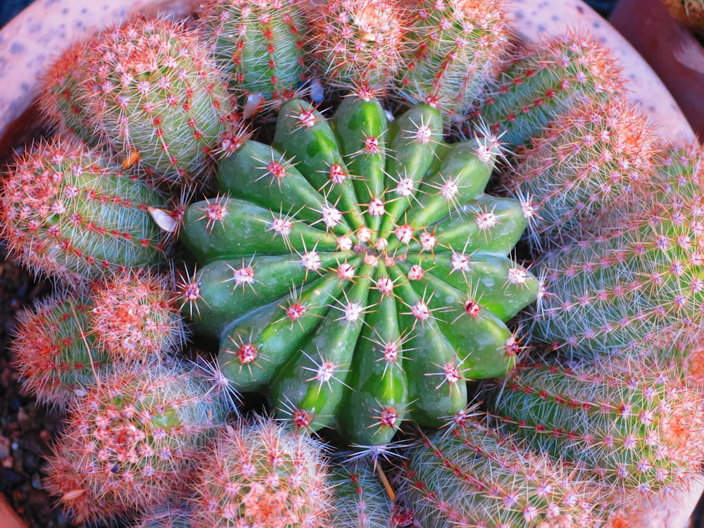 a green cactus with pink flowers in a pot