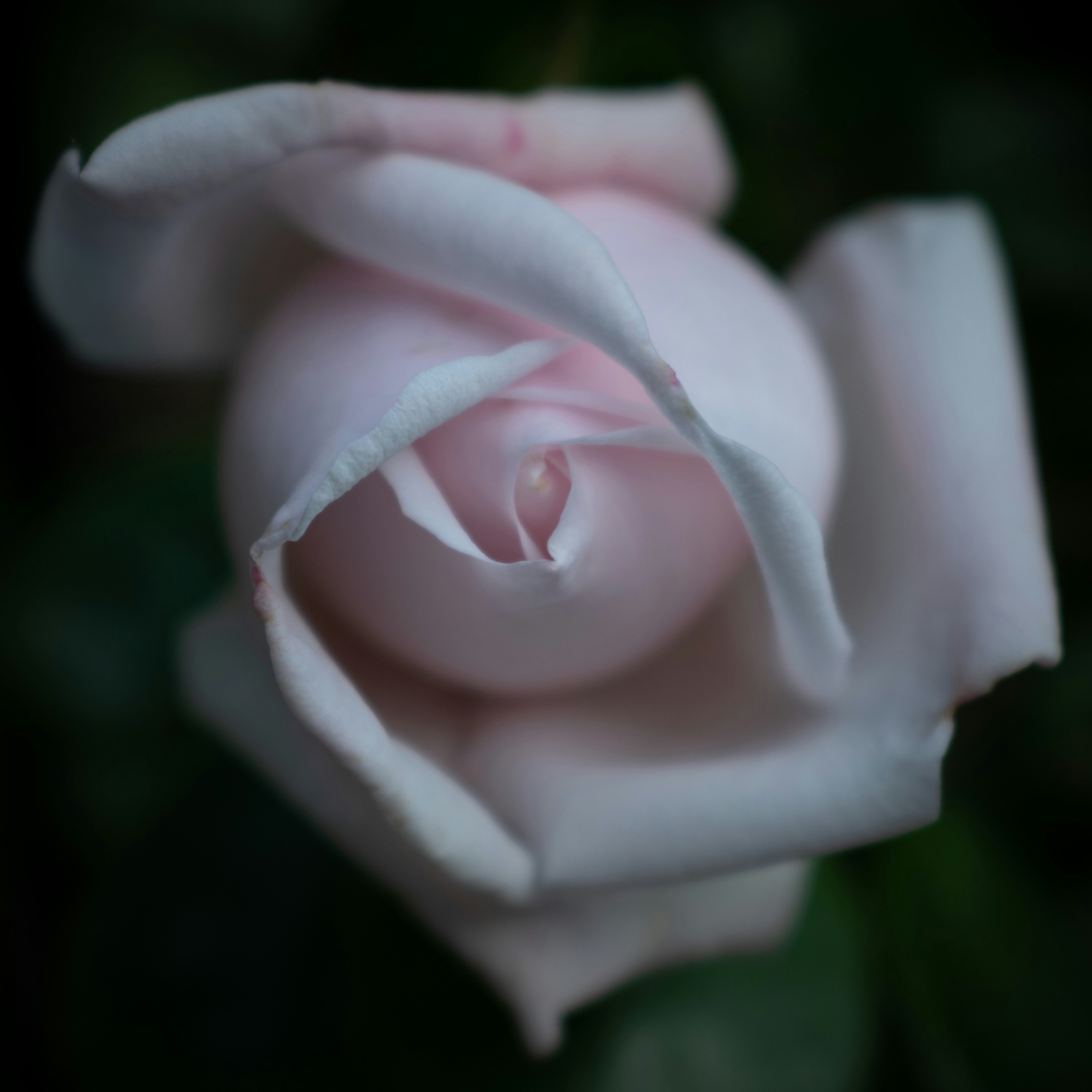 Photo by vjeblackbirdlion