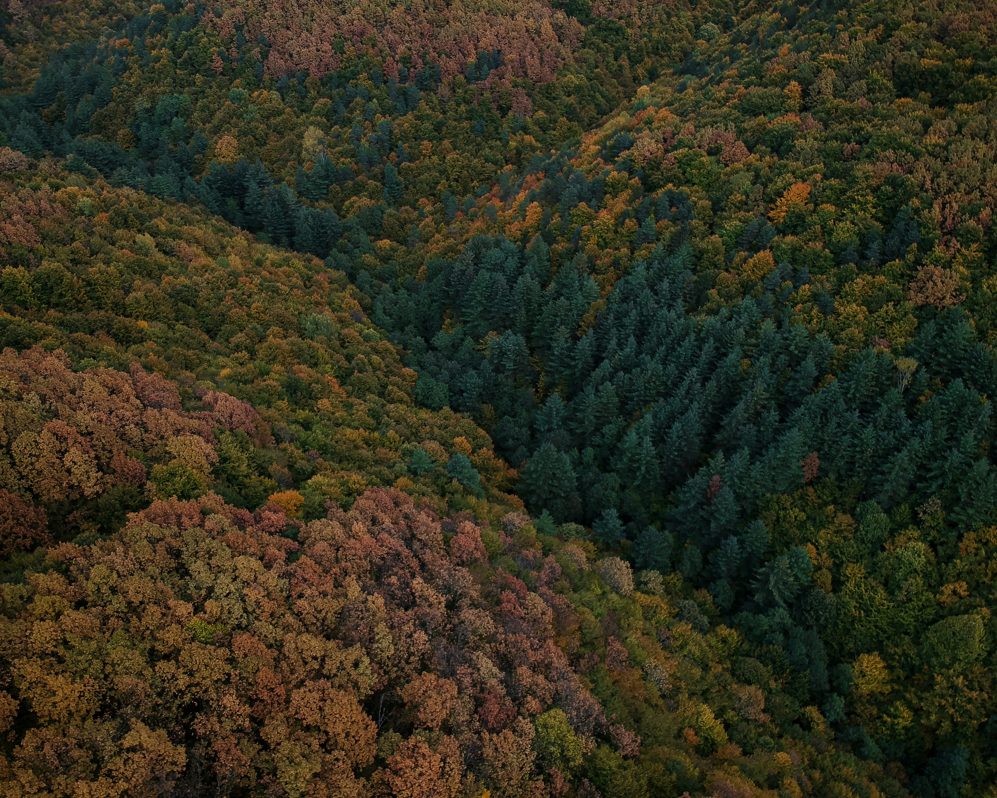 Photo by vjeblackbirdlion