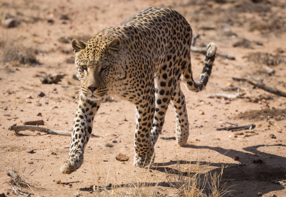 a leopard walking across a dirt field next to dry grass