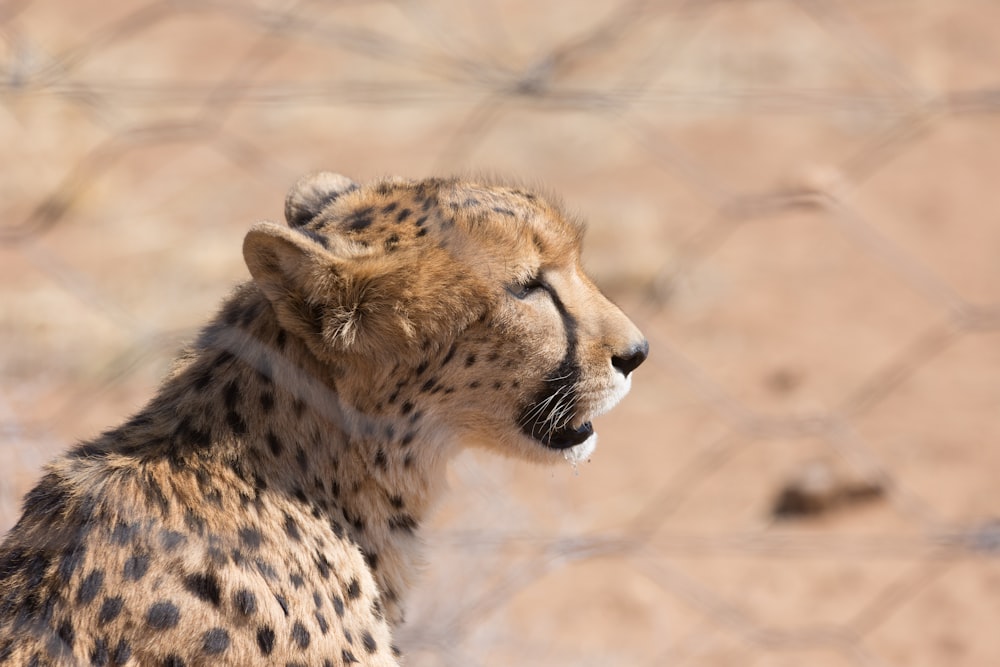 a close up of a cheetah behind a fence