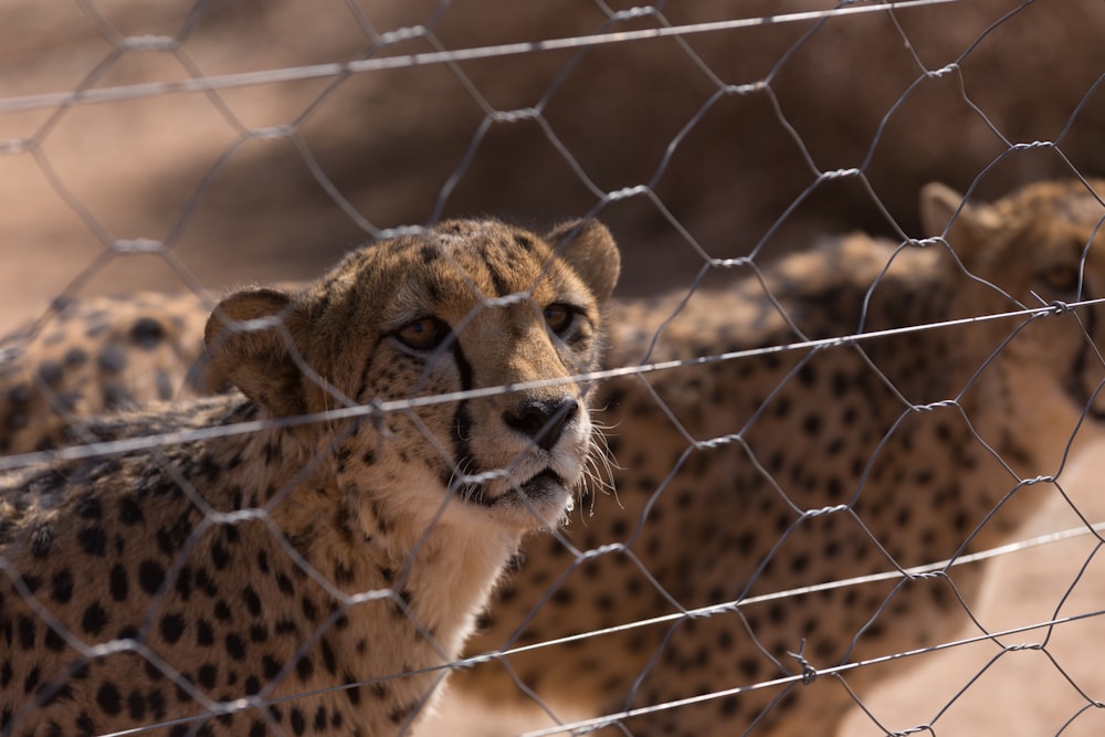 two cheetah behind a fence looking at the camera