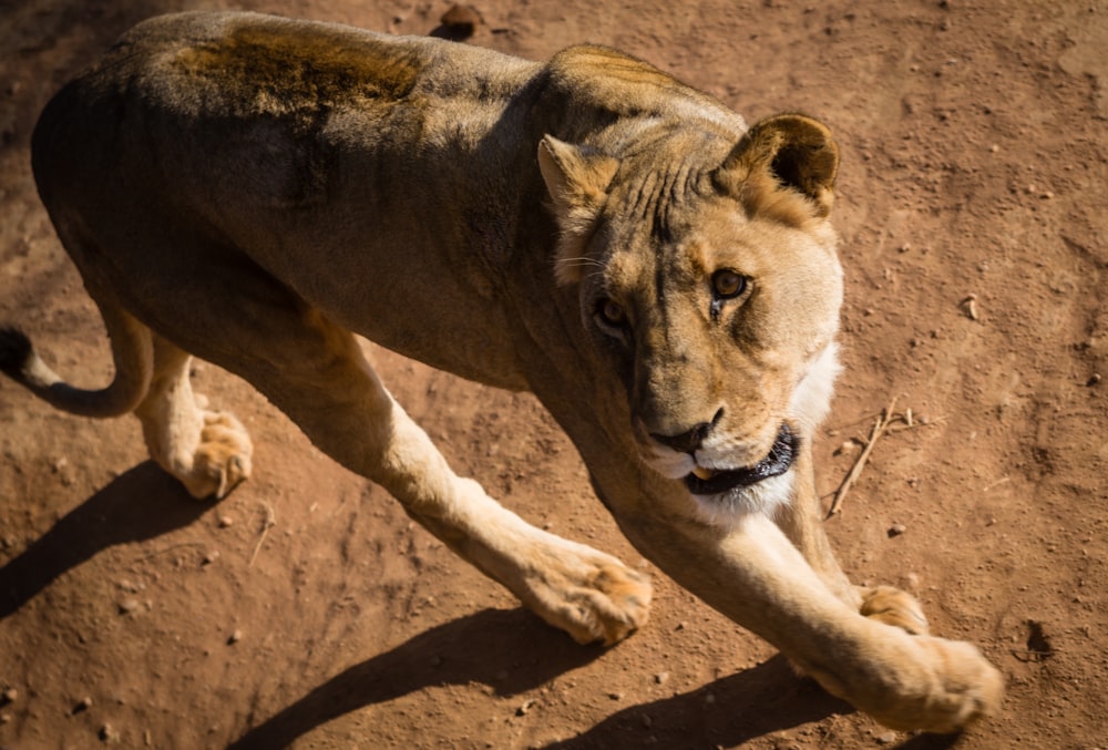 a close up of a lion on a dirt ground