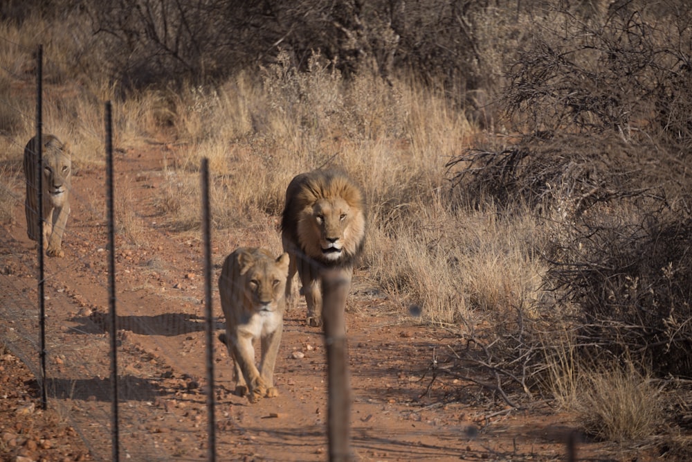 a couple of lions walking down a dirt road