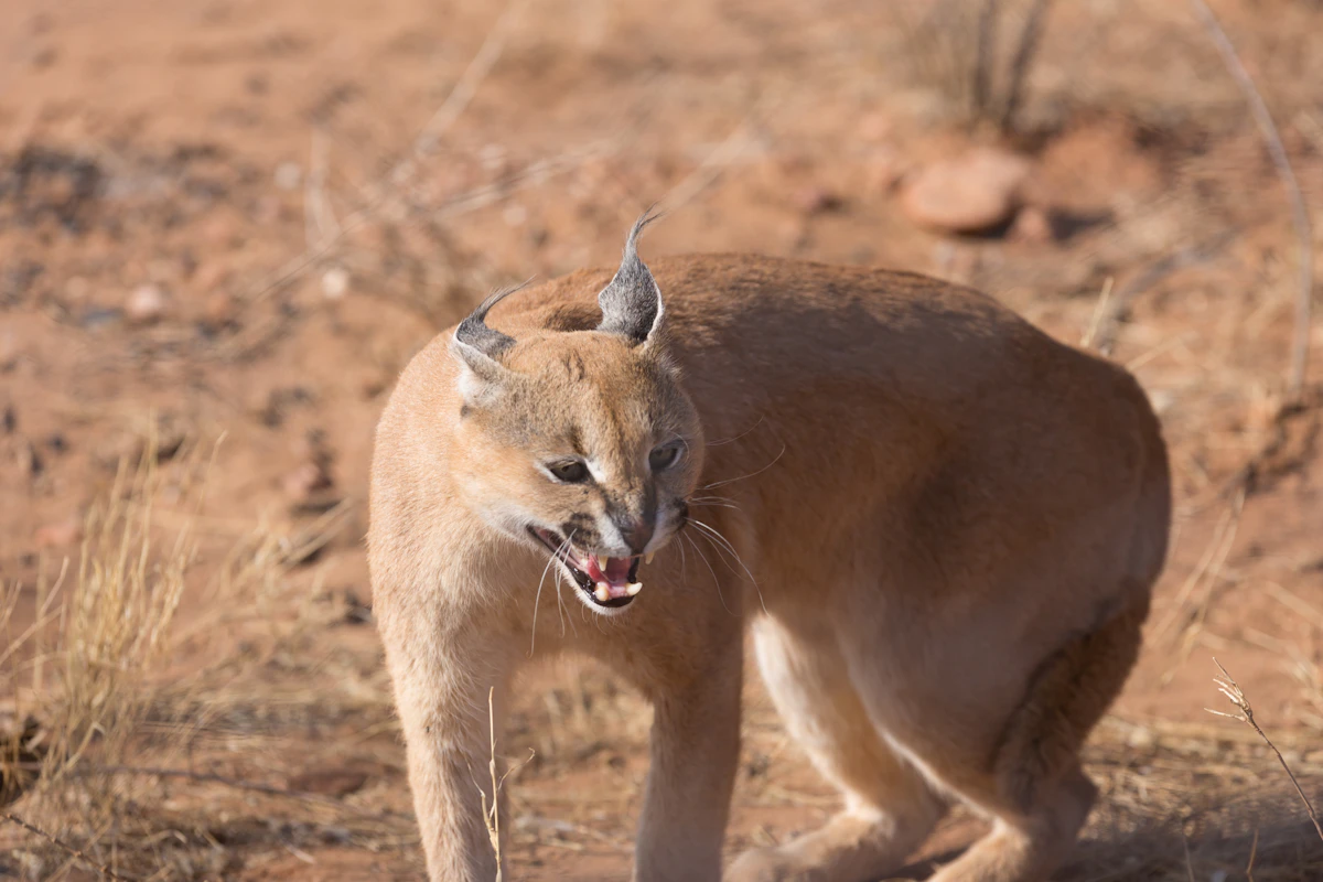 A caracal with black ear tufts snarling on sandy ground in dry scrub