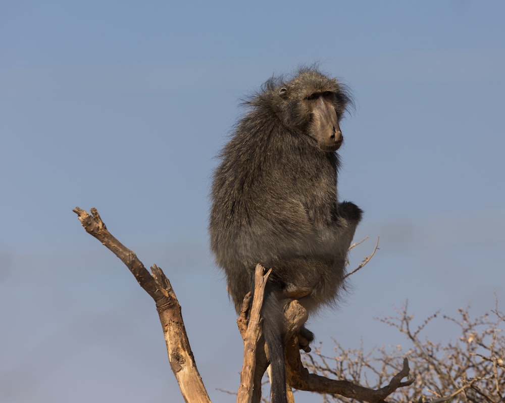 a baboon sitting on top of a tree branch