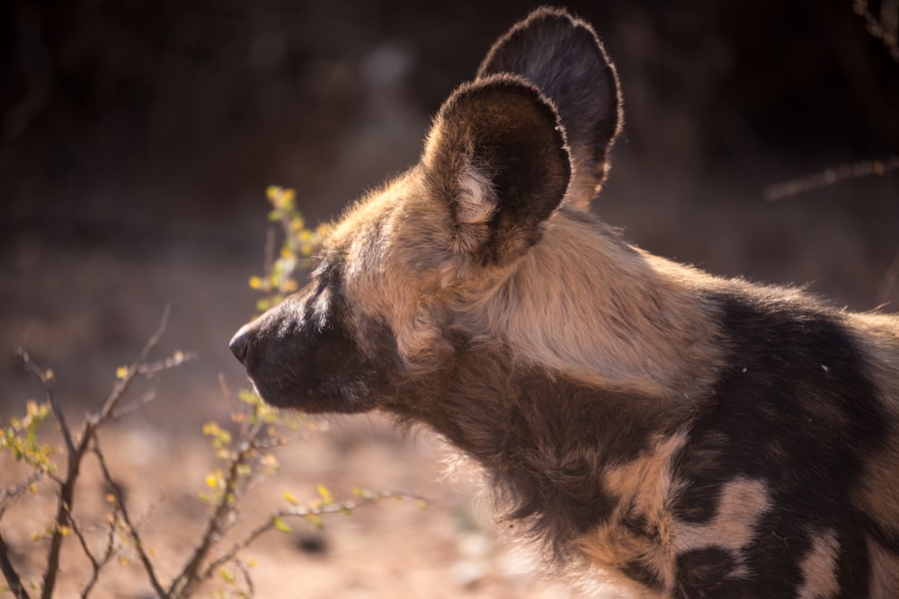 a spotted hyena in the wild with a bush in the foreground