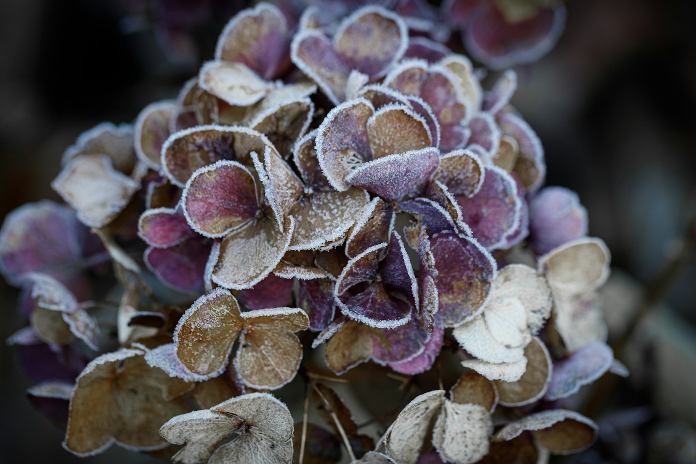 Frost crystals on a faded hydrangea flower head