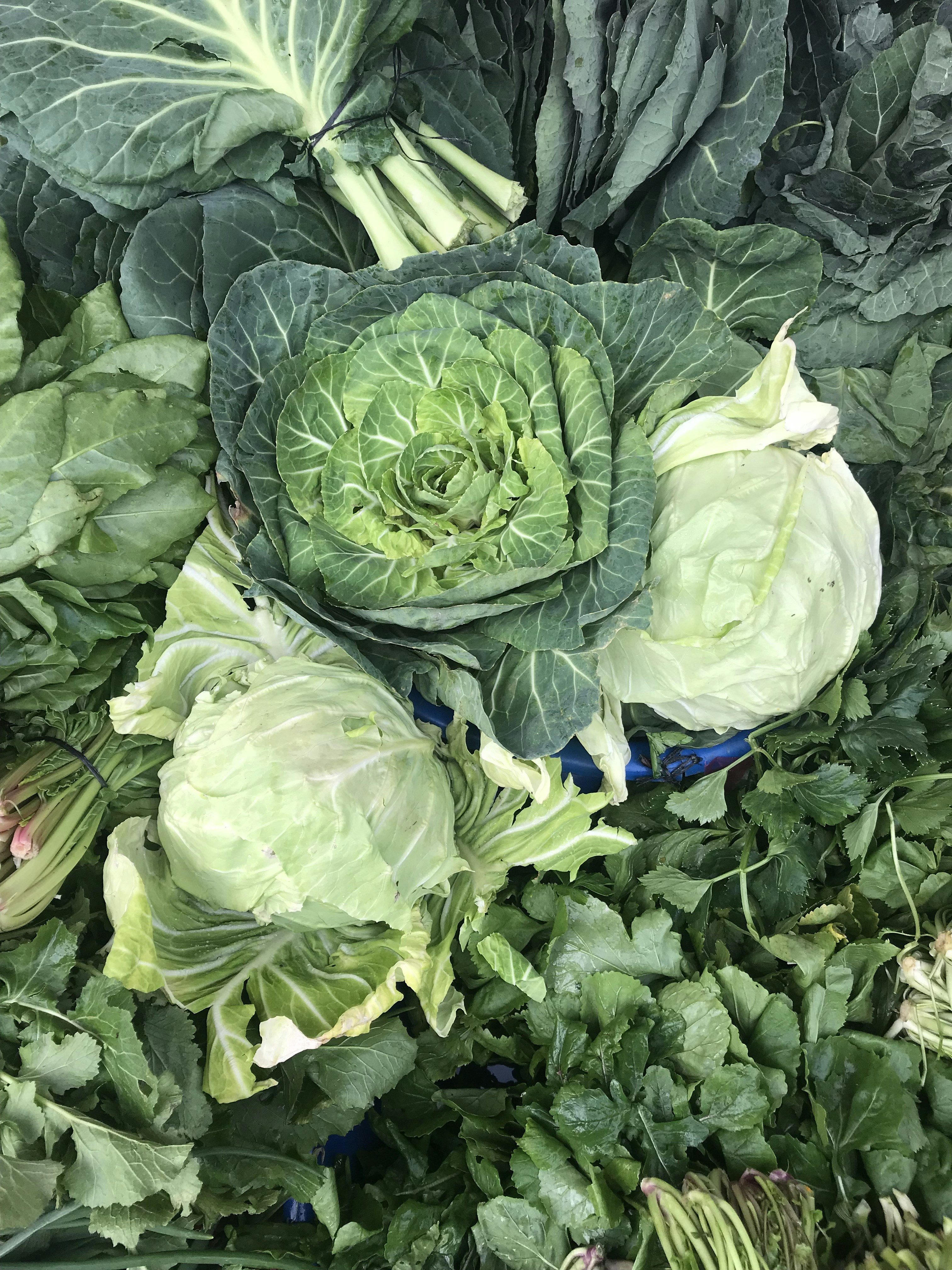 Couve: Variedades, Benefícios e Importância na Alimentação Saudável