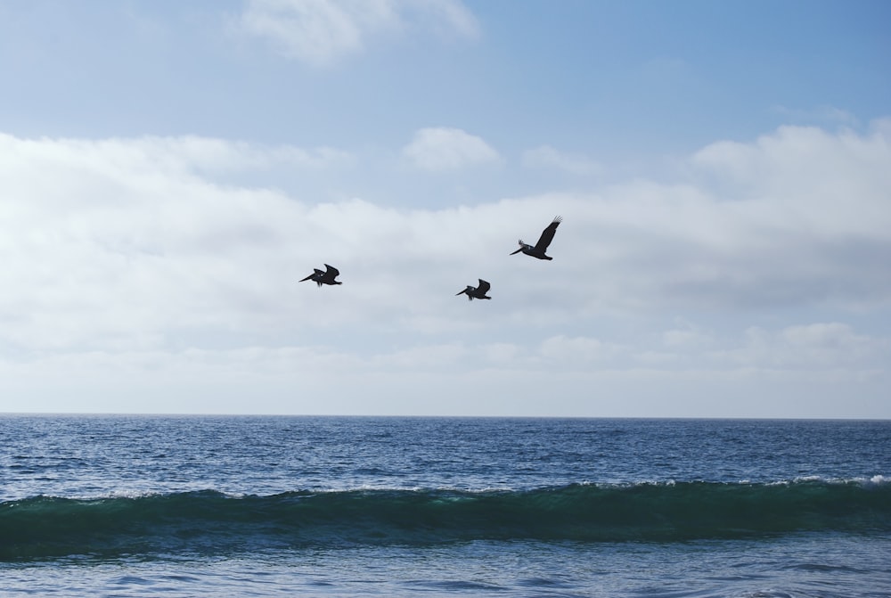 a couple of birds flying over the ocean