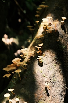 Small mushrooms with thin stems and flat caps are growing on a mossy tree trunk. Light filters through the canopy, illuminating patches of the mushrooms and casting soft shadows on the textured bark.