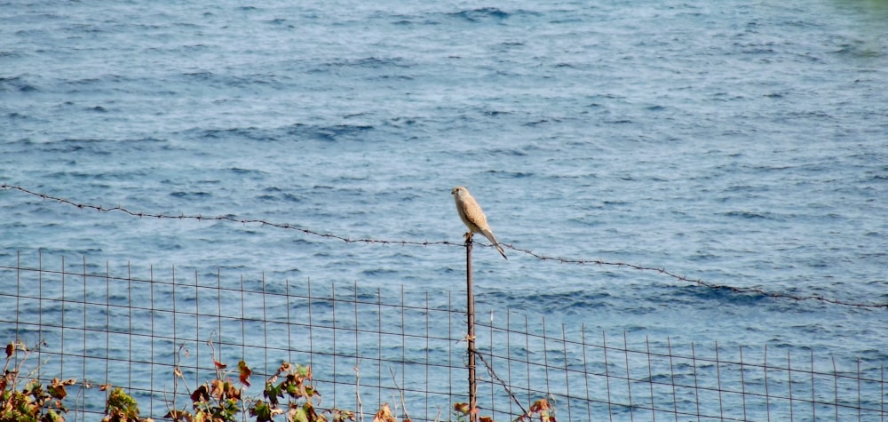 a bird sitting on a wire fence by the ocean
