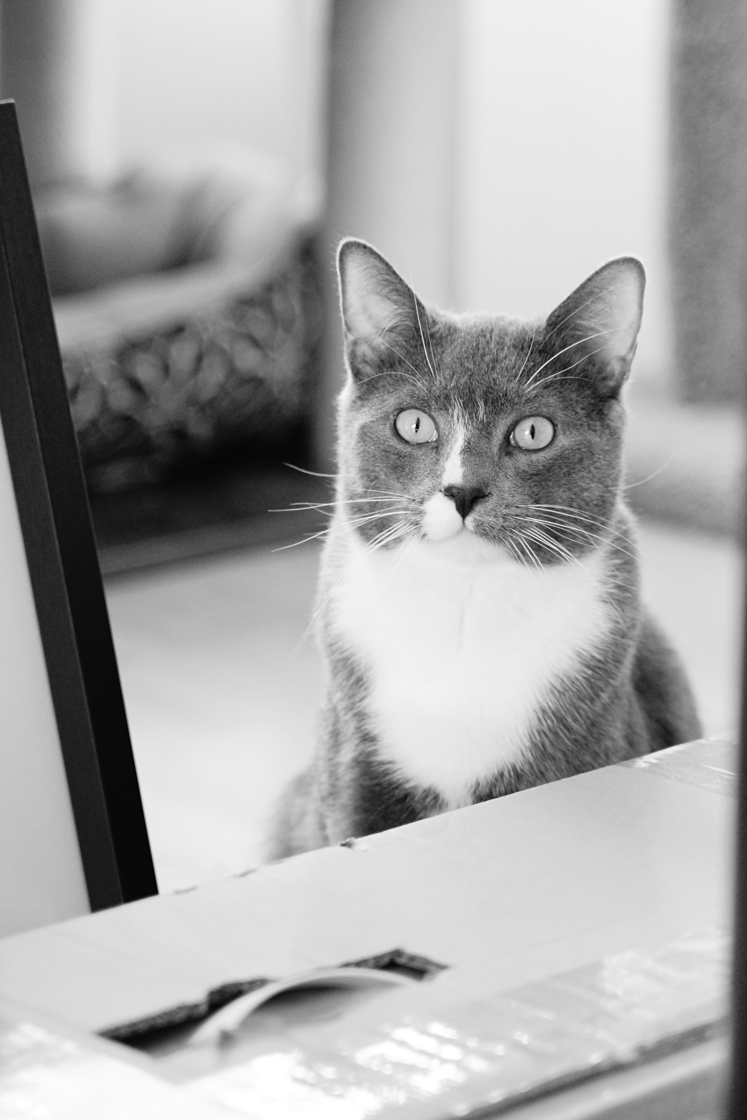 un chat assis devant un miroir