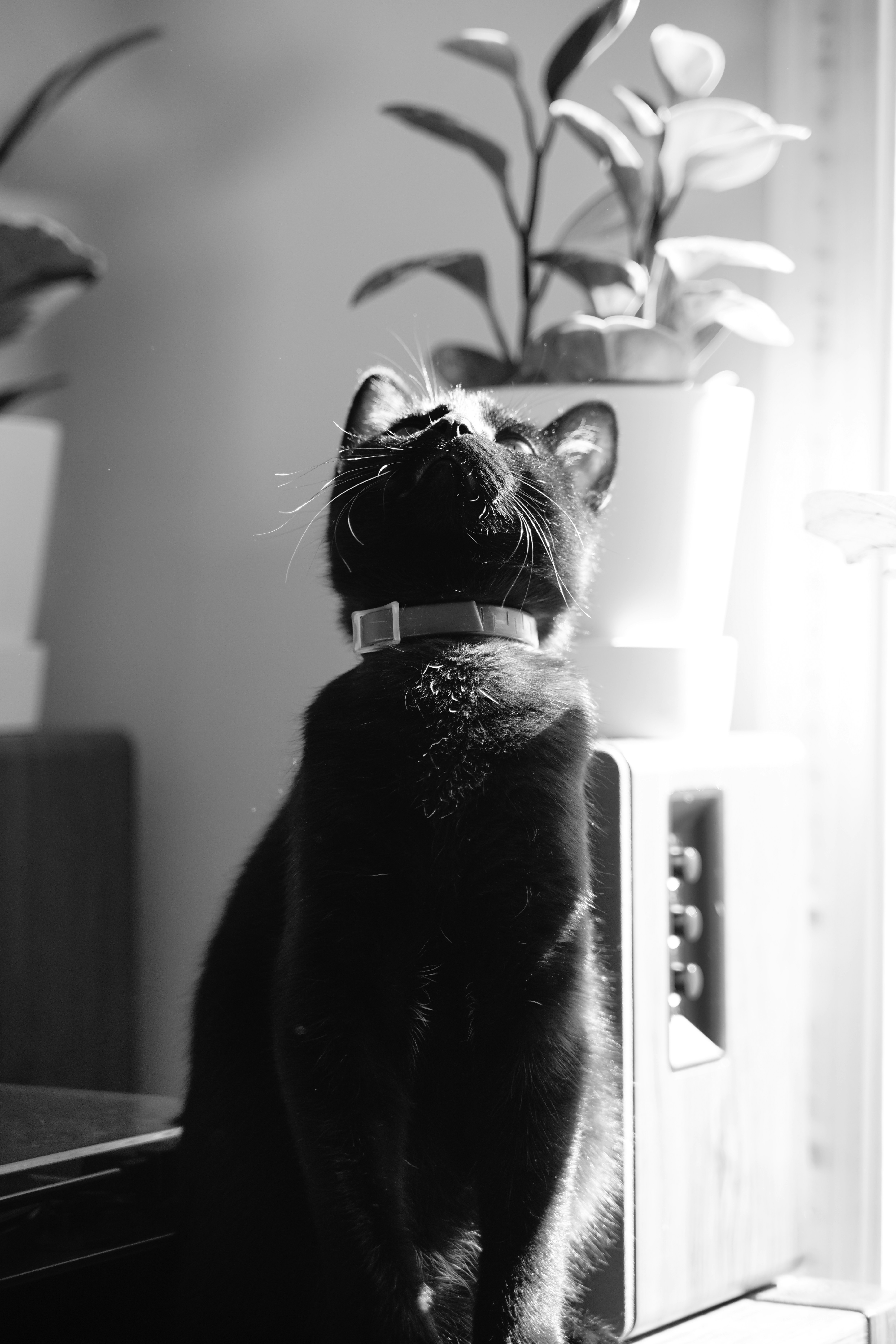un chat noir assis sur une table à côté d’une plante en pot