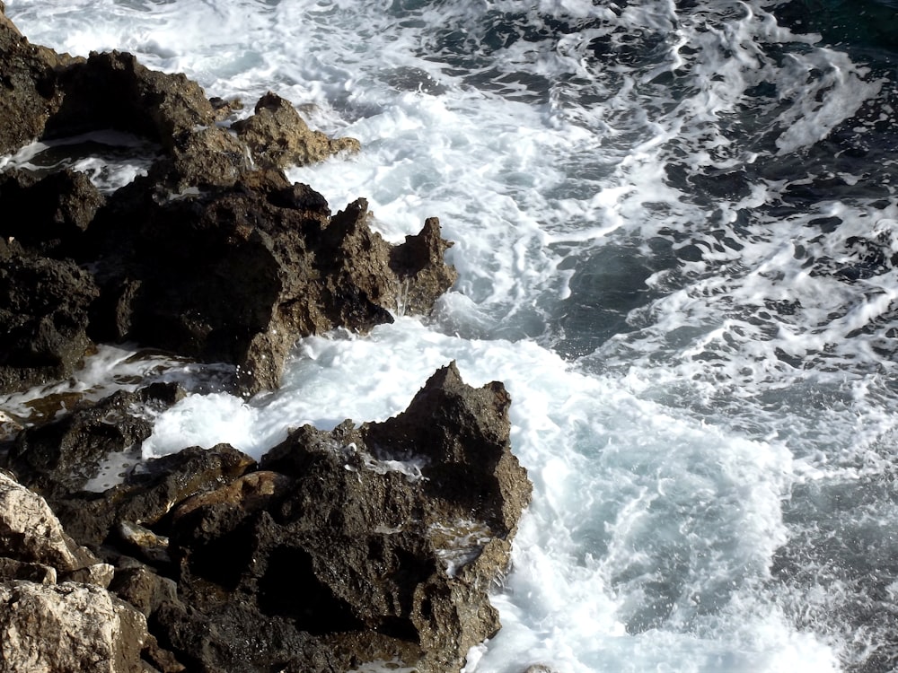 a bird sitting on a rock near the ocean