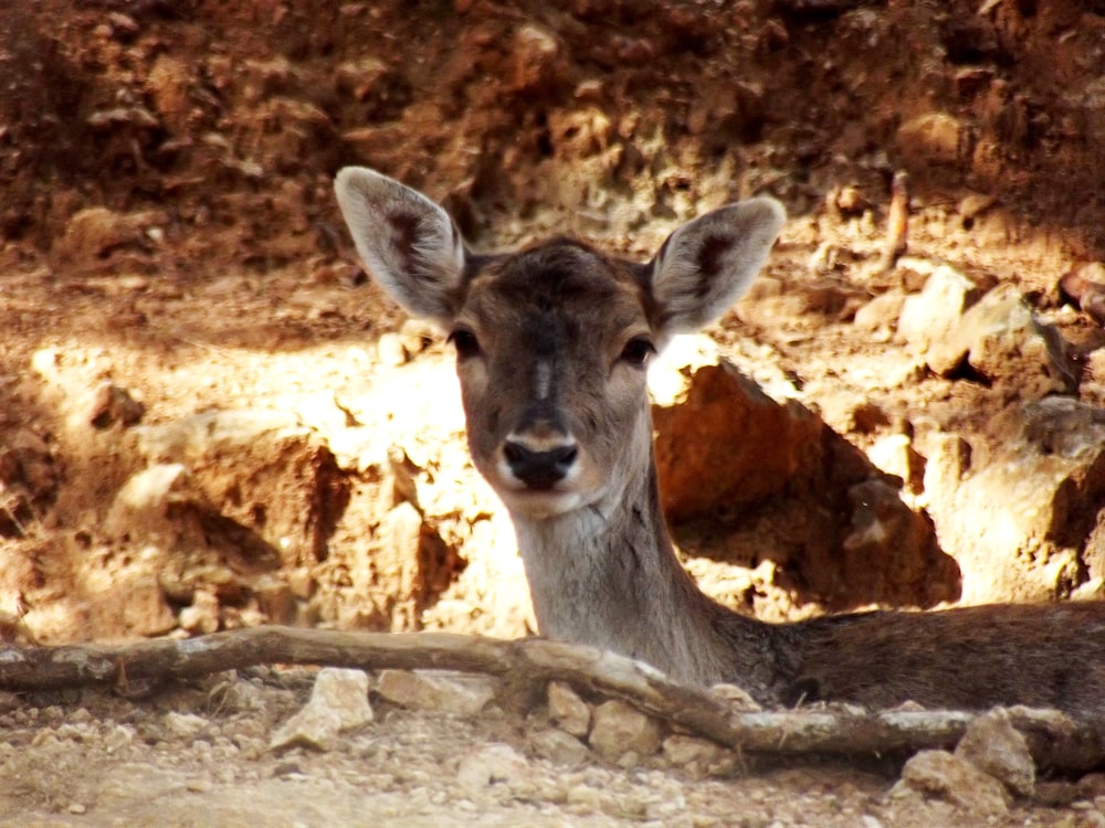 a deer is standing in front of a rocky cliff