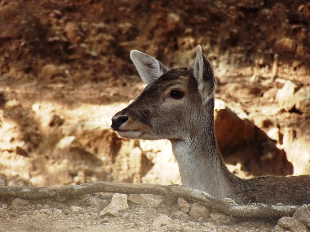 a close up of a deer near a rock wall