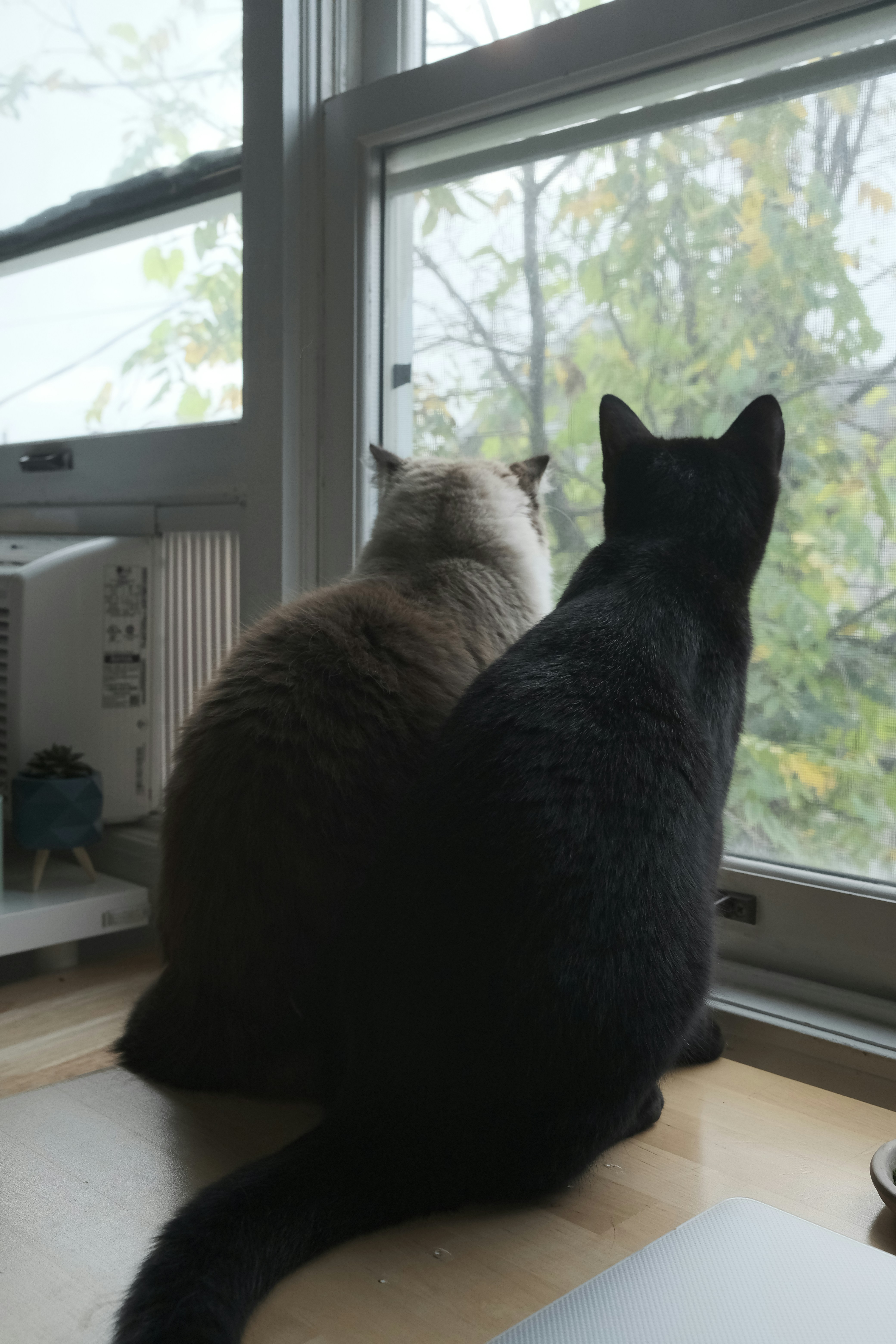 Tom and Eva Lookout photo 2